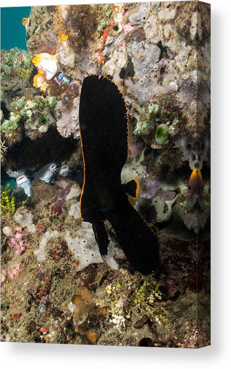 Pinnate Spadefish Canvas Print featuring the photograph Pinnate Spadefish by Andrew J. Martinez