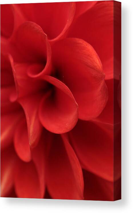 Connie Handscomb Canvas Print featuring the photograph Scarlet Pipes by Connie Handscomb