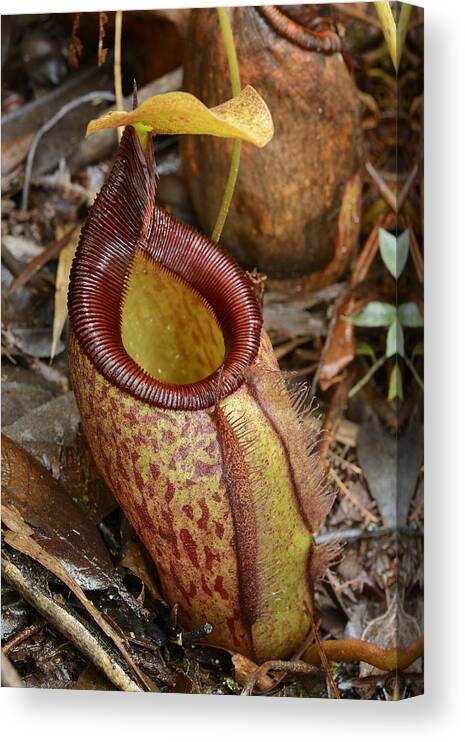 Ch'ien Lee Canvas Print featuring the photograph Pitcher Plant Palawan Island Philippines by Ch'ien Lee