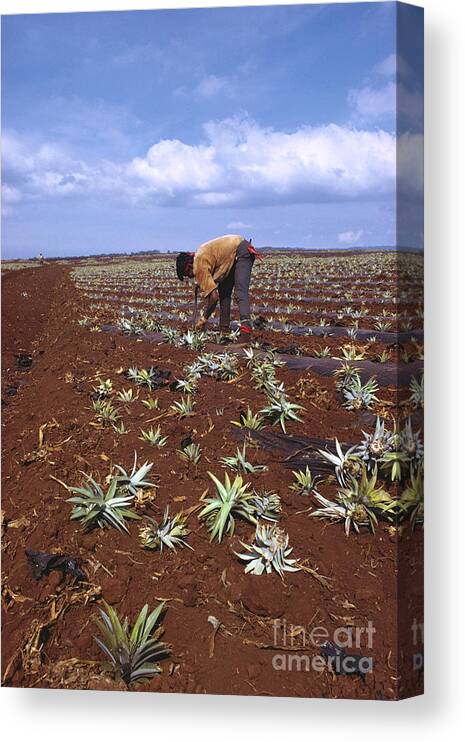 One Person Canvas Print featuring the photograph Planting Pineapples by Van Bucher