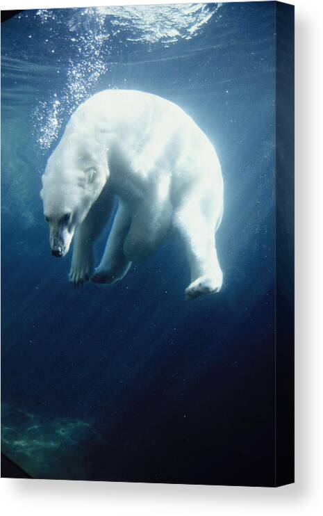 #faatoppicks Canvas Print featuring the photograph Polar Bear Swimming Underwater Alaska by Steven Kazlowski