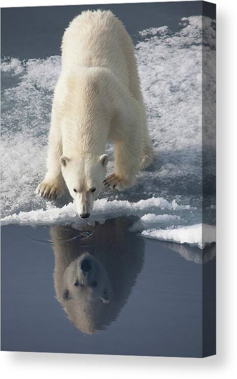 Svalbard Islands Canvas Print featuring the photograph Polar Bear With Reflection by Galaxiid