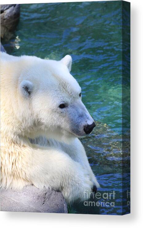 Polar Bear Canvas Print featuring the photograph Polar Pal by Rick Rauzi