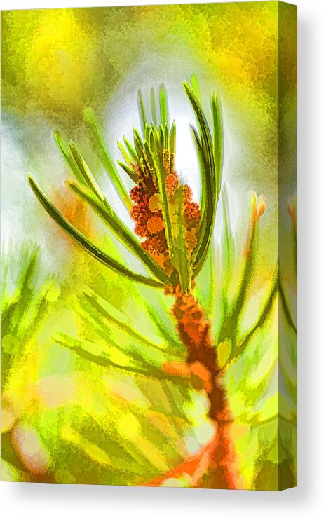 Pine Tree Canvas Print featuring the photograph Pollen Cones by Jerry Nettik
