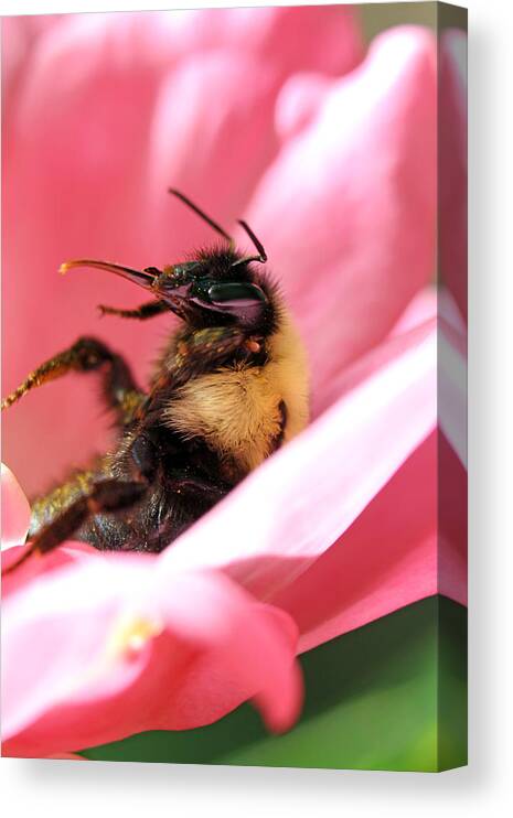 Insects Canvas Print featuring the photograph 'Pollen High' by Jennifer Robin