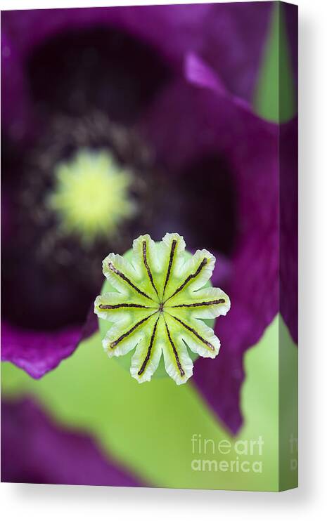 Papaver Somniferum Canvas Print featuring the photograph Poppy Abstract by Tim Gainey