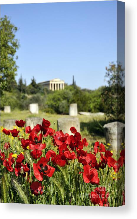 Poppy; Corn Poppy; Papaver Rhoeas; Red; Flower; Wild; Plant; Spring; Print; Photograph; Photography; Athens; Greece; Hellas; Ancient Market; Temple; Hephaestus; Antiquity; Blue; Sky; Ancient; Springtime; Season; Nature; Natural; Natural Environment; Natural World; Flora; Bloom; Blooming; Blossom; Flowers; Blossoming; Color; Colour; Colorful; Colourful; Earth; Environment; Country; Landscape; Countryside; Scenery; Macro; Close-up; Detail; Details; Artistic; Poppies Canvas Print featuring the photograph Poppy flowers in Ancient Market by George Atsametakis