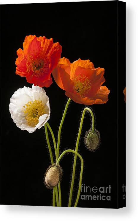 Poppies Canvas Print featuring the photograph Poppy flowers on black by Elena Elisseeva