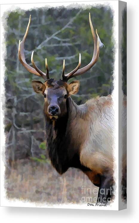 Elk Canvas Print featuring the photograph Portrait bull elk by Dan Friend