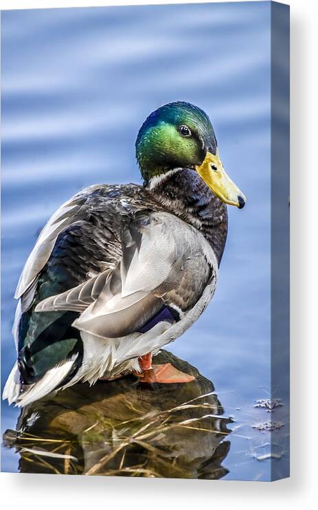 Duck Canvas Print featuring the photograph Posing Drake by Julie Palencia