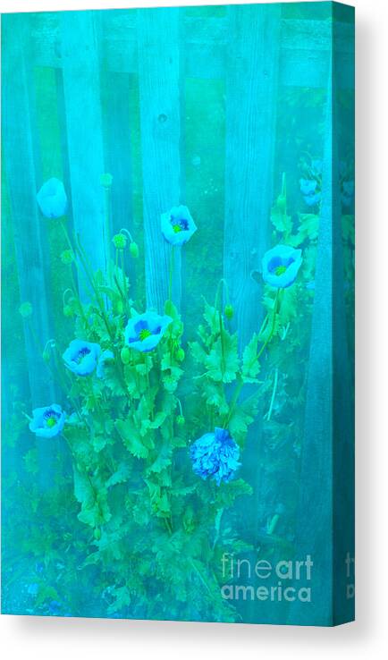 Poppy Canvas Print featuring the photograph Papaver Orientale 4 by Linsey Williams