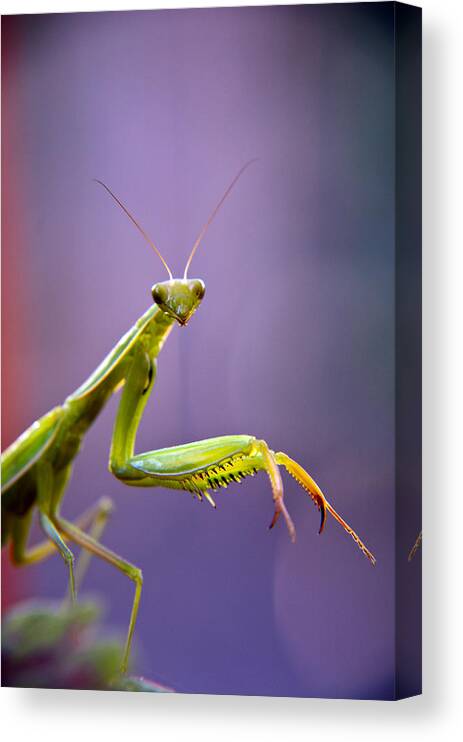 Insect Canvas Print featuring the photograph Praying Mantis by Eric Rundle