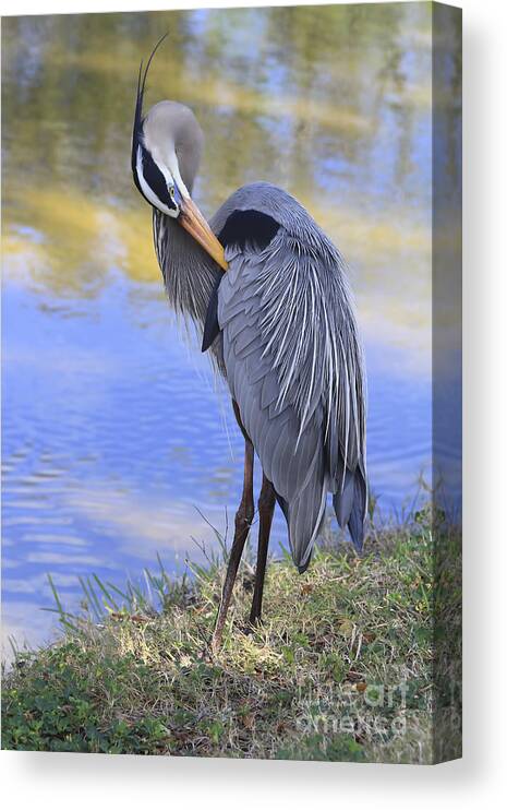 Blue Heron Canvas Print featuring the photograph Preening By The Pond by Deborah Benoit