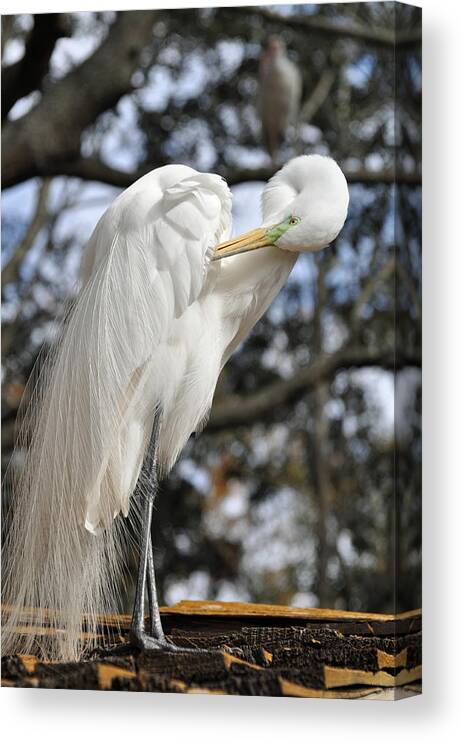 Florida Canvas Print featuring the photograph Preening Great Egret by Bruce Gourley