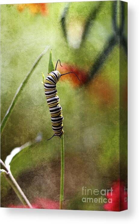 Monarch Canvas Print featuring the photograph Preparing for Change II by Pamela Gail Torres