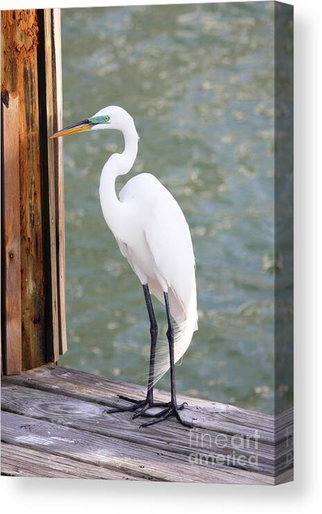 GORGEOUS  GREAT EGRET PHOTOGRAPH MATTED 11"× 14" 