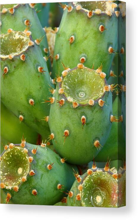 Cactus Canvas Print featuring the photograph Prickly Pear Cactus 2AM-105306 by Andrew McInnes