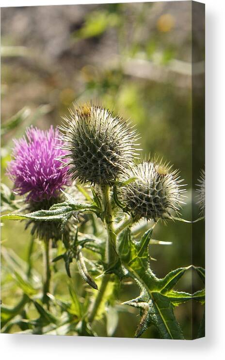 Thistle Canvas Print featuring the photograph Prickly youth by Elena Perelman