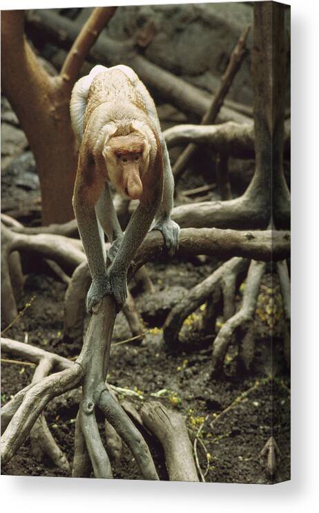 Feb0514 Canvas Print featuring the photograph Proboscis Monkey Borneo by Gerry Ellis