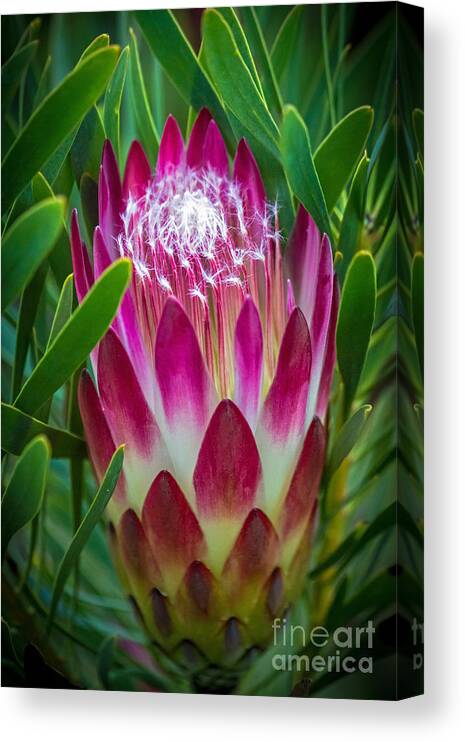 Botanical Garden Canvas Print featuring the photograph Protea in Pink by Kate Brown