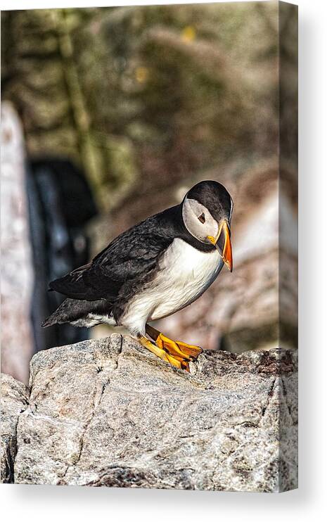 Atlantic Puffin Canvas Print featuring the photograph Puffin Wondering by Perla Copernik