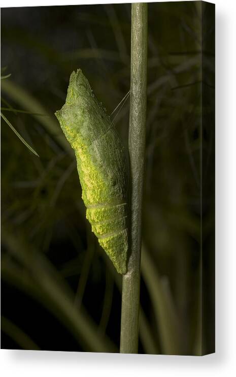 Animal Canvas Print featuring the photograph Pupa Of Black Swallowtail Butterfly by Robert Noonan
