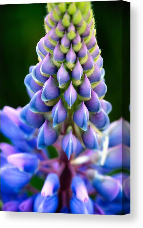 Abstract Canvas Print featuring the photograph Purple and Green by Jeff Sinon