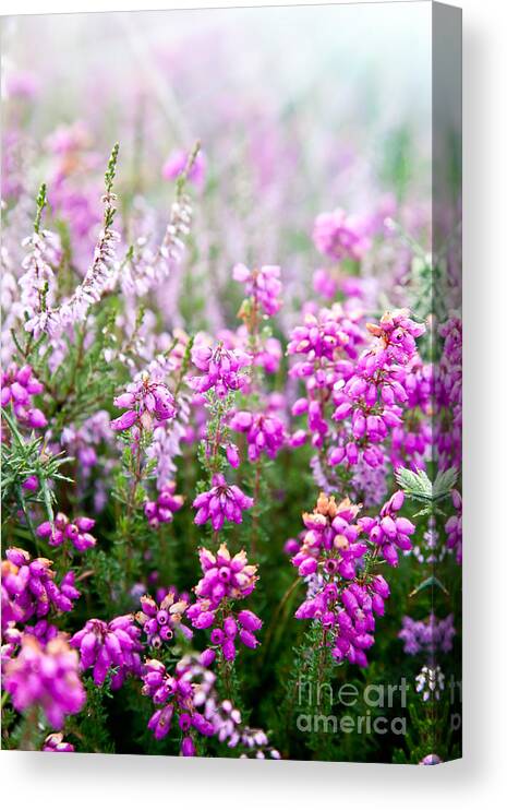  Flower Canvas Print featuring the photograph Purple bell erica heather plants by Simon Bratt