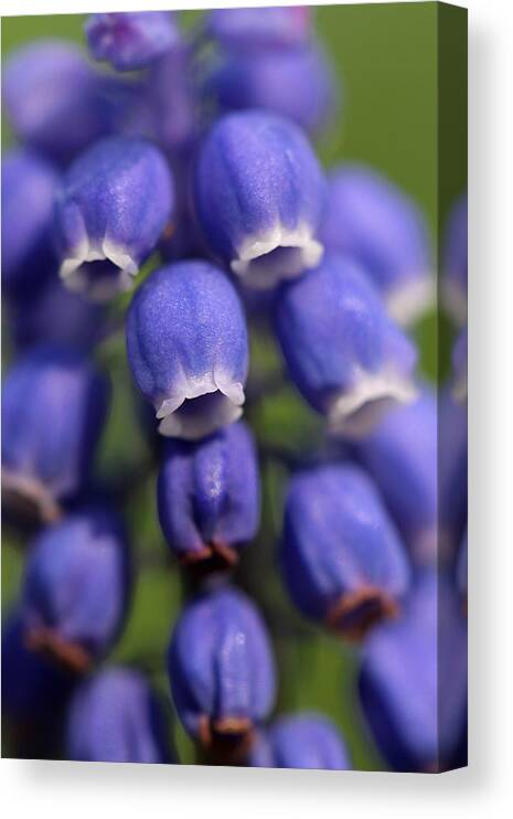 Muscari Canvas Print featuring the photograph Purple Bells by Juergen Roth