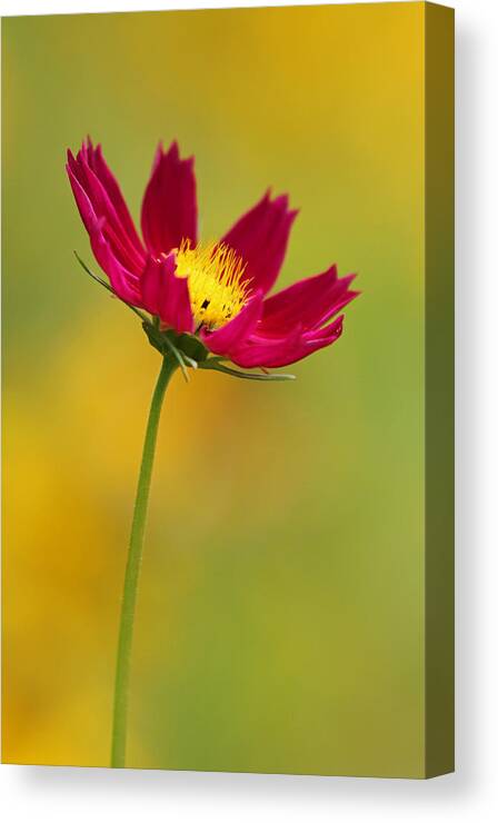 Flower Canvas Print featuring the photograph Purple Floral over Yellow by Juergen Roth