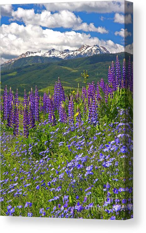 Floral Canvas Print featuring the photograph Purple Mountain Majesty by Bill Singleton