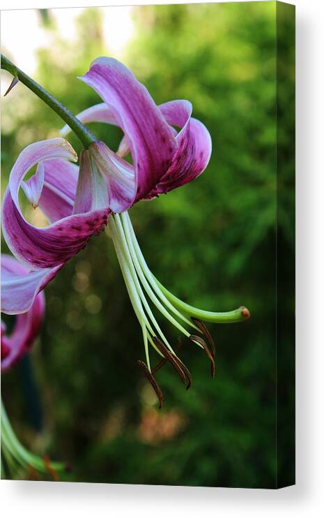 Flora Canvas Print featuring the photograph Purple Oriental Tiger Lily by Bruce Bley