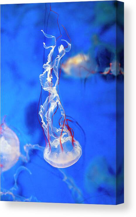 Purple Canvas Print featuring the photograph Purple Striped Jelly In Aquarium by Digipub