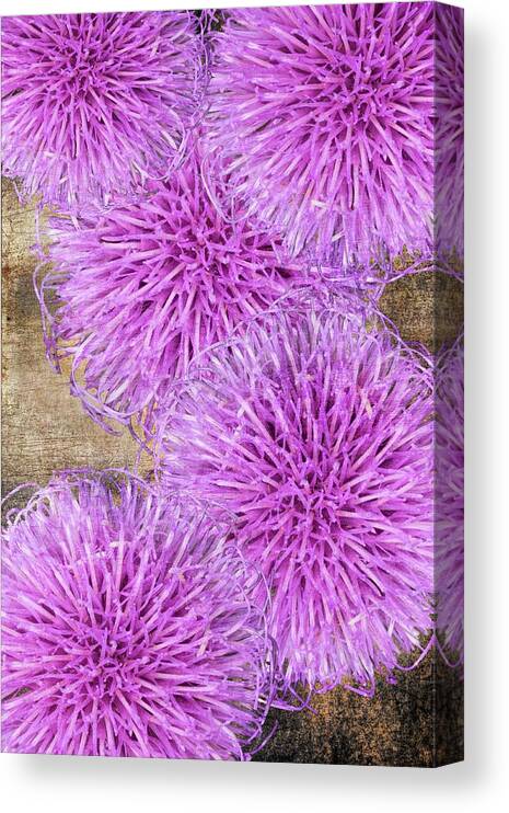 Thistle Canvas Print featuring the photograph Purple thistle - 2 by Rudy Umans