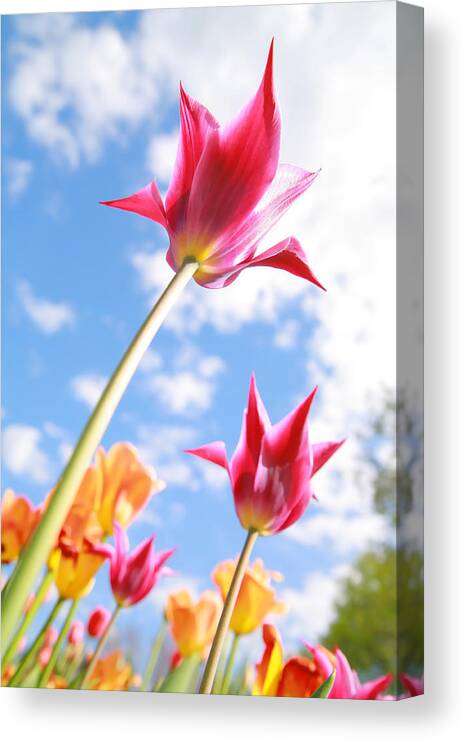 Brooklyn Canvas Print featuring the photograph Purple Tulips 02 by Keith Thomson