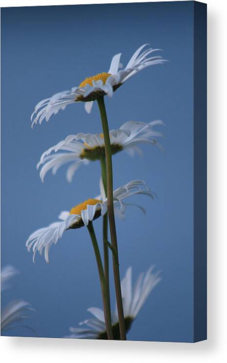 Daisies Canvas Print featuring the photograph Pushin Up by Cathie Douglas