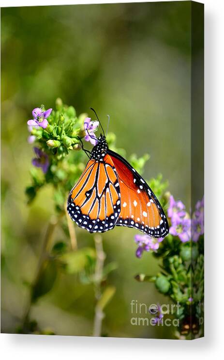 Queen Butterfly Canvas Print featuring the photograph Queen Butterfly by Deb Halloran