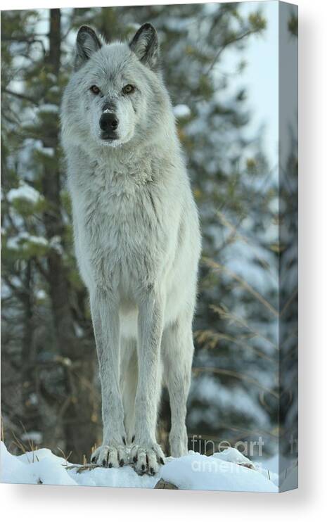 Gray Wolf Canvas Print featuring the photograph Queen Of The West by Adam Jewell