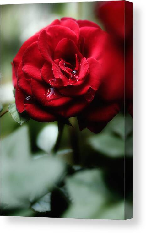 Red Rose Canvas Print featuring the photograph Quietly My Tears Fall by Michael Eingle