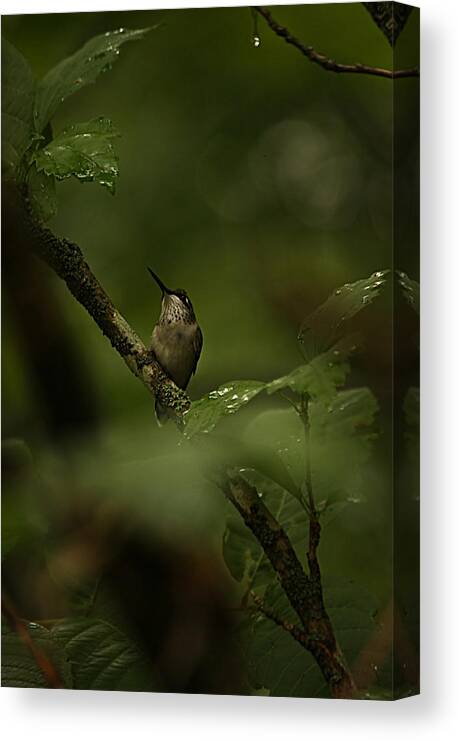Hummingbird Canvas Print featuring the photograph Quietly Waiting by Tammy Schneider