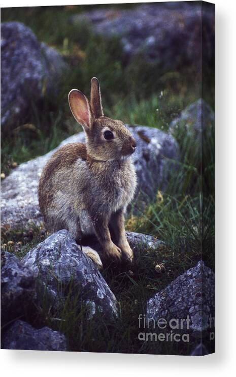 Rabbit Canvas Print featuring the photograph Young Rabbit by Phil Banks