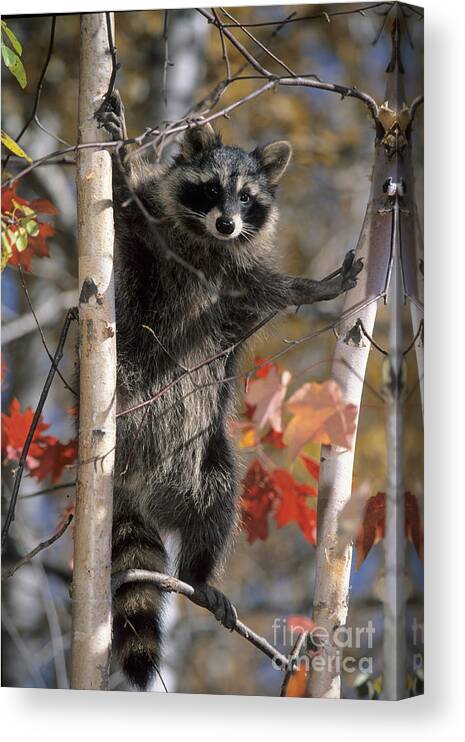Racoon Canvas Print featuring the photograph Racoon in Tree by Chris Scroggins