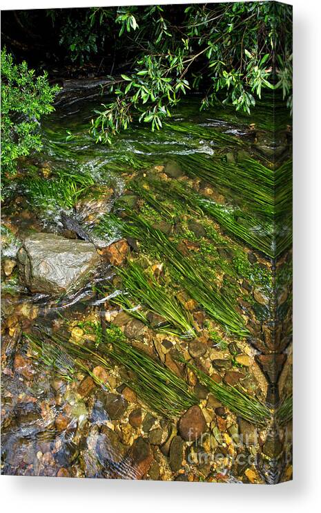 Rain Forest Canvas Print featuring the photograph Rain Forests A G by Peter Kneen