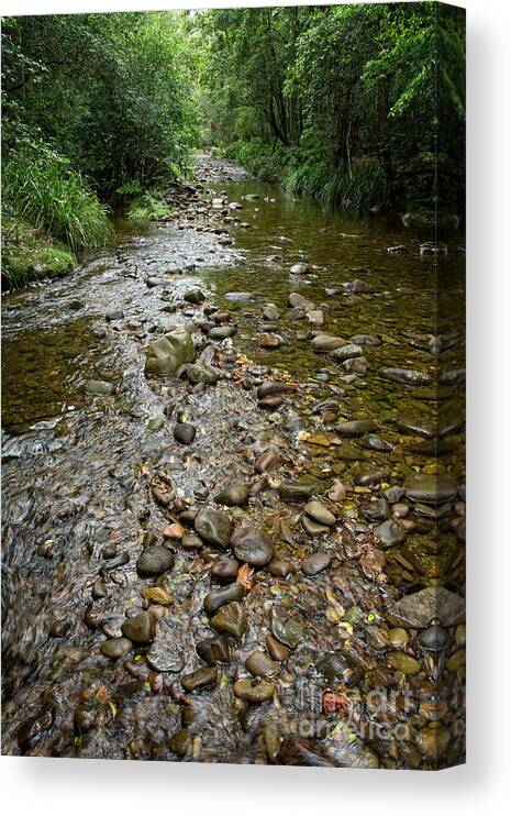 Rain Forest Canvas Print featuring the photograph Rain Forests A H by Peter Kneen