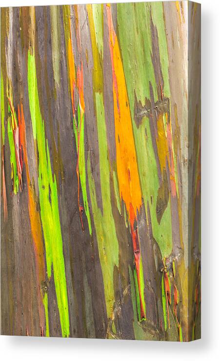 Abstract Canvas Print featuring the photograph Rainbow Eucalyptus 3 by Leigh Anne Meeks