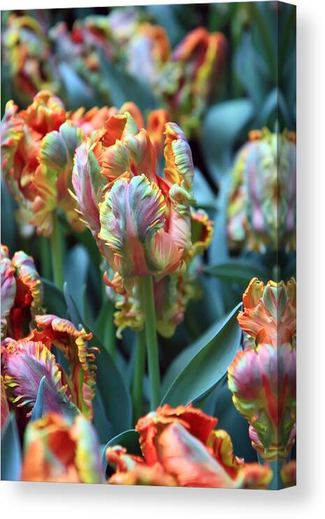 Rainbow Tulips Canvas Print featuring the photograph Rainbow Tulips by Pierre Leclerc Photography