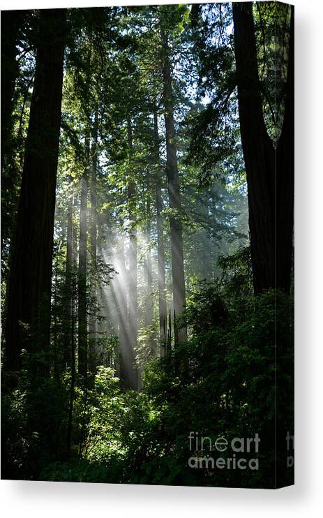Sunlight Canvas Print featuring the photograph Rays in Redwoods by Cassie Marie Photography