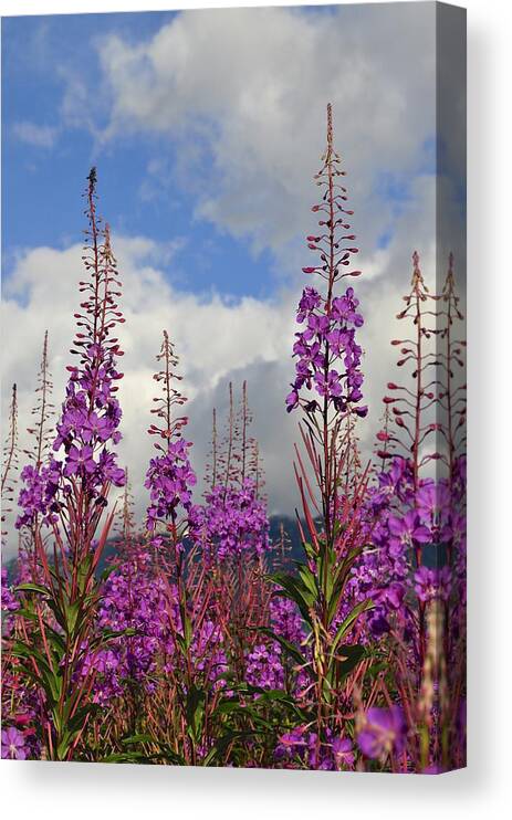 Fireweed Canvas Print featuring the photograph Reach for the Sky by Cathy Mahnke