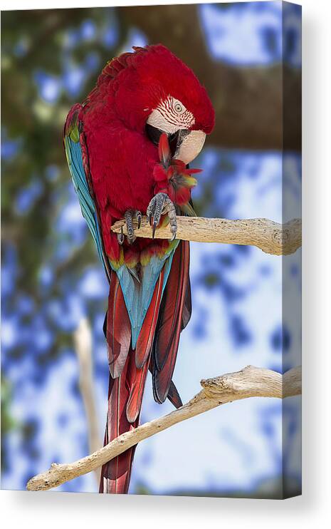 Bird Canvas Print featuring the photograph Red and Green Macaw by Bill and Linda Tiepelman