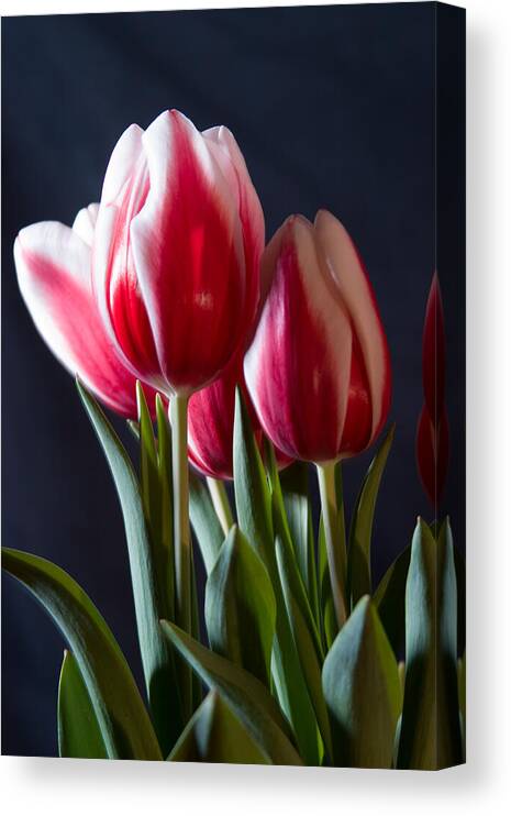 Flowers & Plants Canvas Print featuring the photograph Red and white tulips by Jeff Folger